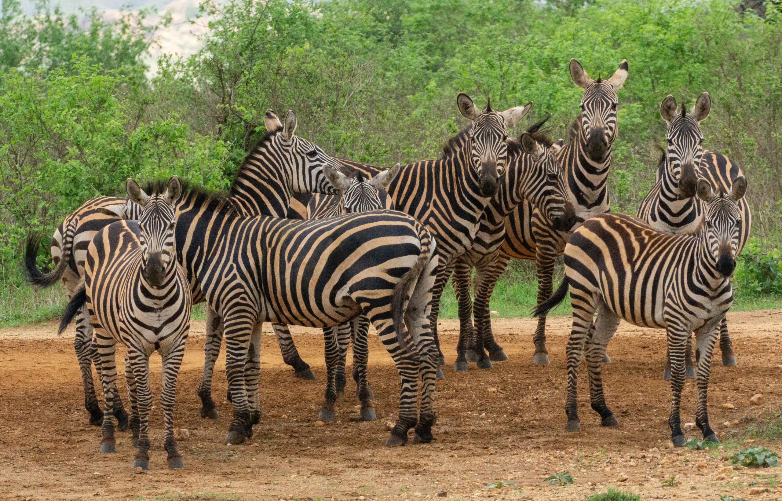 10 Days Kenya Safari & Diani Beach Adventure